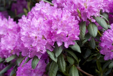 Rhododendron catawbiense 'Boursault'