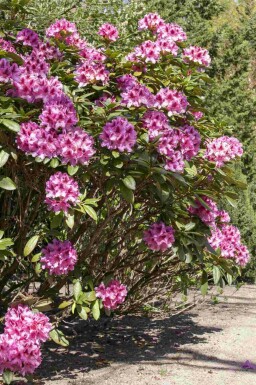 Rhododendron 'Cosmopolitan'