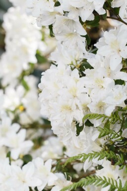 Rhododendron 'Dora Amateis'