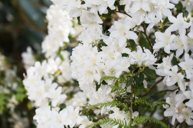 Rhododendron 'Dora Amateis'