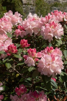 Rhododendron 'Dreamland'