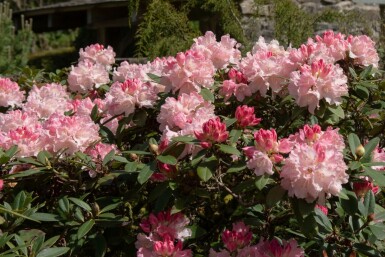 Rhododendron 'Dreamland'