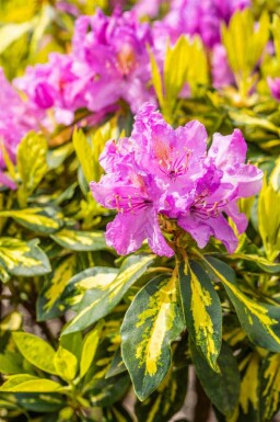 Rododendron Rhododendron 'Goldflimmer' struik Rhododendron 'Goldflimmer' struik