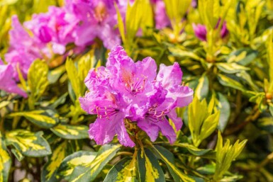 Rododendron Rhododendron 'Goldflimmer' struik Rhododendron 'Goldflimmer' struik