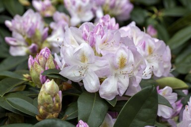 Rododendron Rhododendron 'Gomer Waterer' struik Rhododendron 'Gomer Waterer' struik