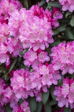 Rhododendron 'Kalinka'