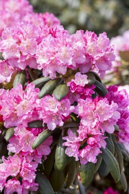 Rhododendron 'Kalinka'