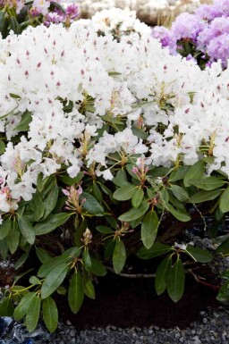 Rhododendron 'Madame Masson'