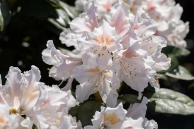 Rhododendron 'Madame Masson'