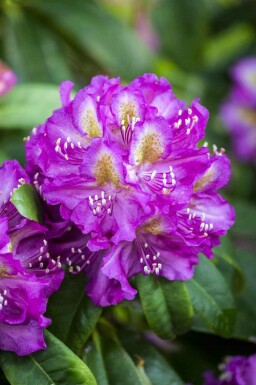 Rhododendron 'Marcel Menard'