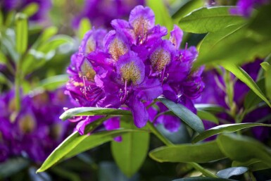 Rhododendron 'Marcel Menard'