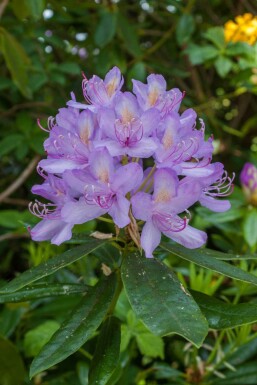 Rhododendron 'Moerheim'