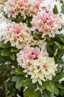 Rhododendron 'Percy Wiseman'