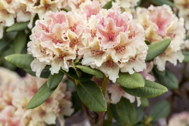 Rhododendron 'Percy Wiseman'