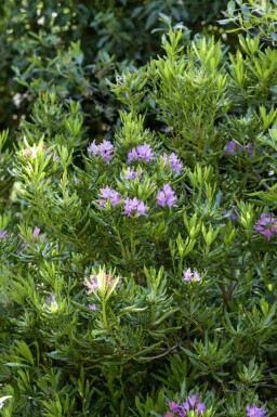 Rhododendron ponticum