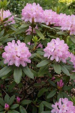 Rododendron Rhododendron ponticum 'Roseum' struik Rhododendron ponticum 'Roseum' struik