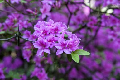 Rhododendron praecox