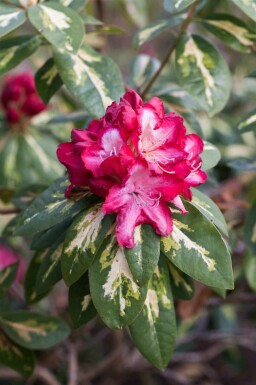 Rododendron Rhododendron 'President Roosevelt' struik Rhododendron 'President Roosevelt'