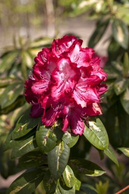 Rododendron Rhododendron 'President Roosevelt' struik Rhododendron 'President Roosevelt'