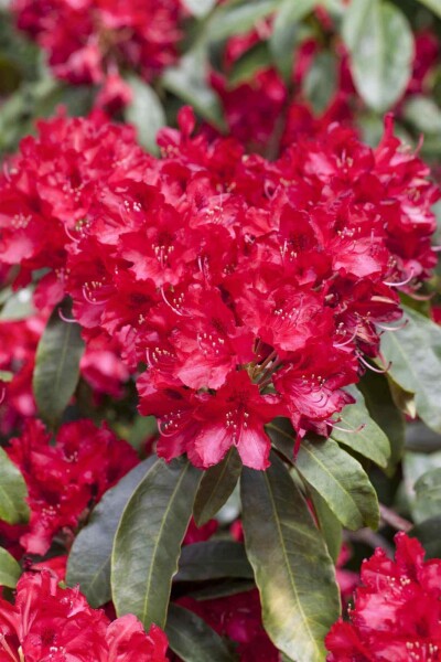 Rhododendron 'Red Jack'