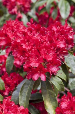 Rododendron Rhododendron 'Red Jack' struik Rhododendron 'Red Jack' struik