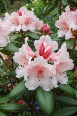 Rhododendron 'Virginia Richards' struik