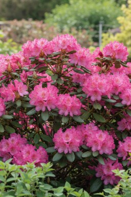 Rododendron Rhododendron 'Wine and Roses' struik Rhododendron 'Wine and Roses' struik