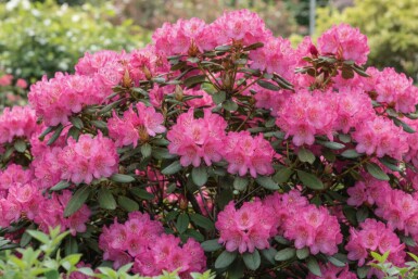 Rododendron Rhododendron 'Wine and Roses' struik Rhododendron 'Wine and Roses' struik