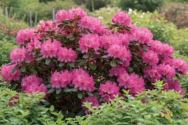 Rhododendron 'Wine and Roses' struik