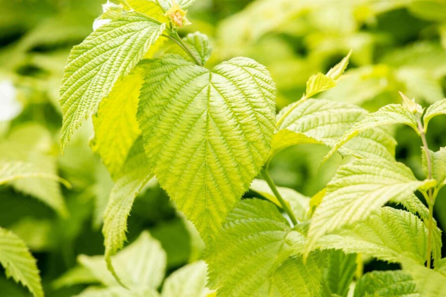 Schijnkerria Rhodotypos scandens struik Rhodotypos scandens struik