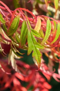 Gladde sumak Rhus glabra 'Laciniata' struik Rhus glabra 'Laciniata'