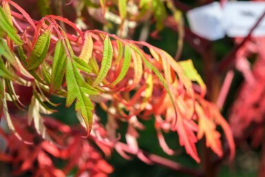 Gladde sumak Rhus glabra 'Laciniata' struik Rhus glabra 'Laciniata'