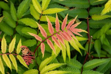 Rhus typhina