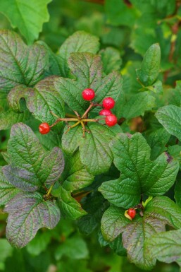 Alpenbes Ribes alpinum struik Ribes alpinum struik