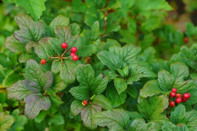 Alpenbes Ribes alpinum struik Ribes alpinum struik
