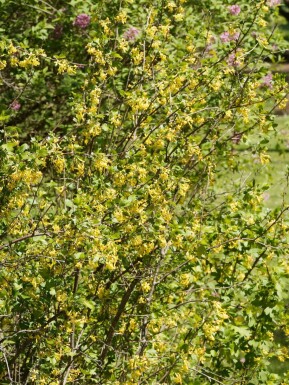 Ribes odoratum