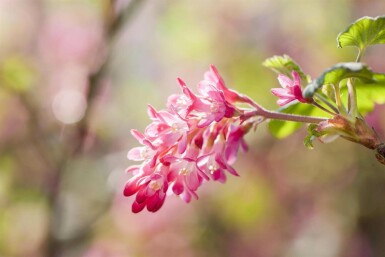 Ribes sanguineum 'King Edward VII'