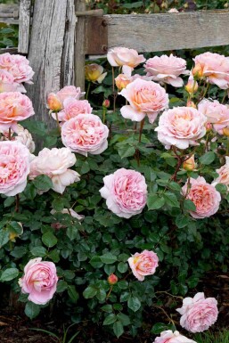 Roos Rosa 'Abraham Darby' struik Rosa 'Abraham Darby'