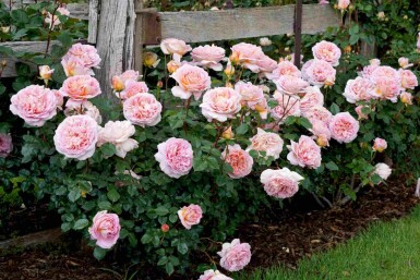 Roos Rosa 'Abraham Darby' struik Rosa 'Abraham Darby'