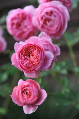 Roos Rosa 'Boscobel' struik Rosa 'Boscobel'