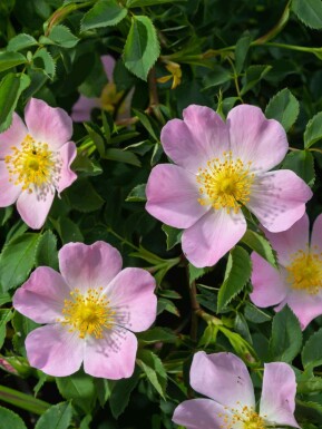 Hondsroos Rosa canina struik Rosa canina