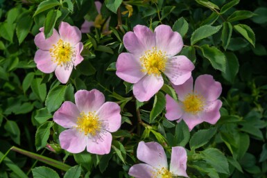 Hondsroos Rosa canina struik Rosa canina