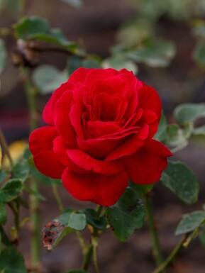 Theeroos Rosa 'Dame de Coeur' struik Rosa 'Dame de Coeur' struik