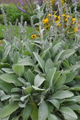 Ezelsoor Stachys byzantina 5-10 Pot P9 Stachys byzantina