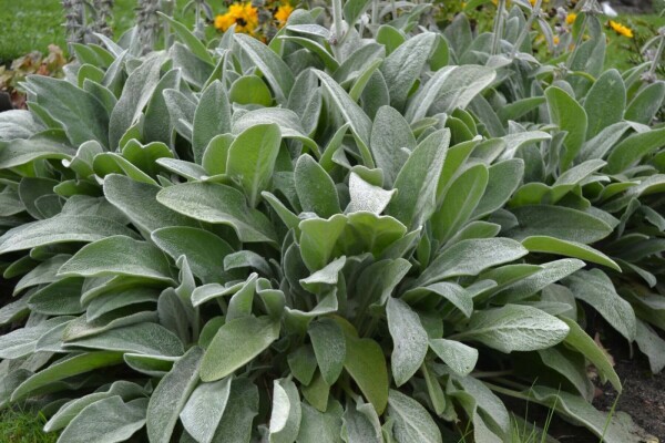 Ezelsoor Stachys byzantina 5-10 Pot P9