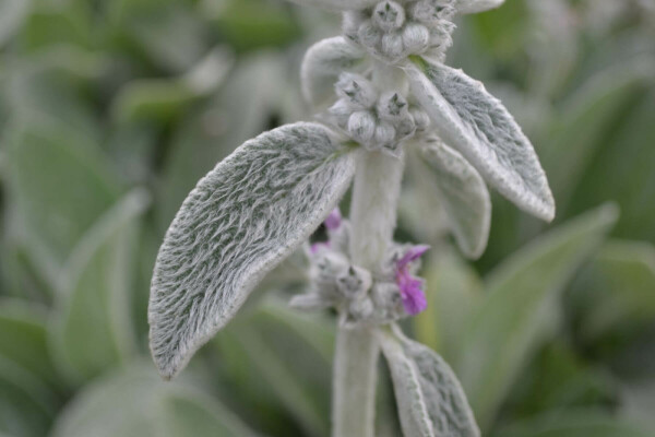Ezelsoor Stachys byzantina 5-10 Pot P9