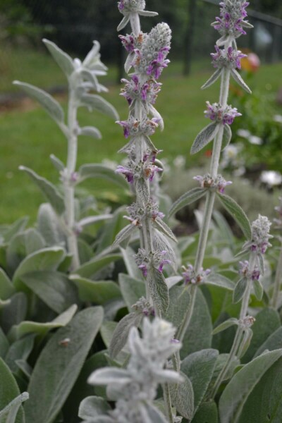 Ezelsoor Stachys byzantina 5-10 Pot P9