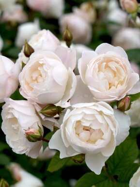 Roos Rosa 'Desdemona' struik Rosa 'Desdemona' struik