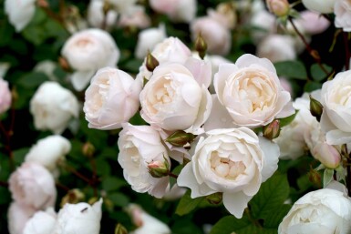 Roos Rosa 'Desdemona' struik Rosa 'Desdemona' struik