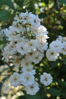 Klimroos Rosa 'Guirlande d'Amour' struik Rosa 'Guirlande d'Amour' struik